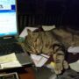 Soseki, dormido mientras aprendía a escribir