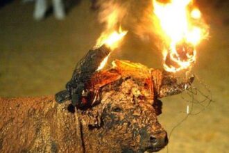 Toro de Medinaceli