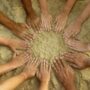 fraternidad cristiana