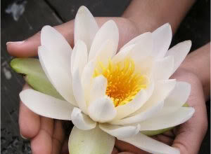 Flor de Loto