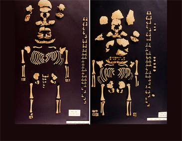 Fotografía de los restos OL-2000-8245 (derecha) y OL-2000-8246 (izquierda). Imagen: N. Molist.