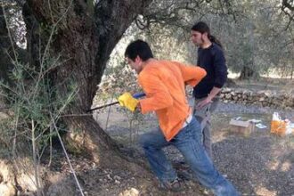 olivos españoles milenarios