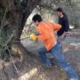 olivos españoles milenarios