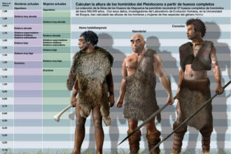 Los investigadores han calculado la altura de los homínidos del Pleistoceno a partir de huesos completos. Infografía: SINC/José Antonio Peñas.