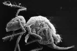 La nueva especie Pygmarrhopalites maestrazgoensis. Imagen: Rafael Jordana y Enrique Barquero.
