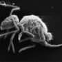 La nueva especie Pygmarrhopalites maestrazgoensis. Imagen: Rafael Jordana y Enrique Barquero.