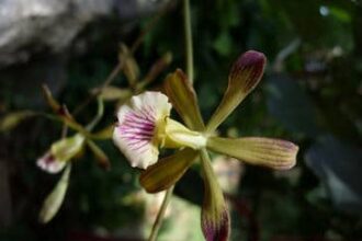 orquídeas