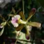 orquídeas