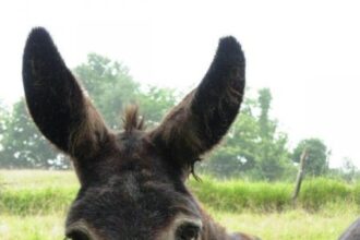 Burro