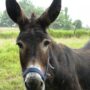 Burro