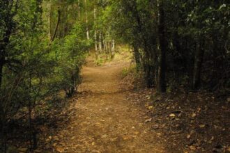 Camino en el bosque