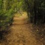 Camino en el bosque