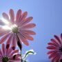 Flores. Primavera