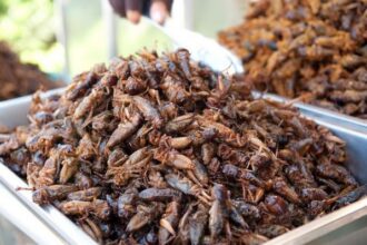 insectos