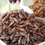 insectos