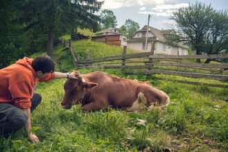 granja vaca