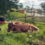 granja vaca