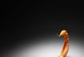 zanahoria transgénica