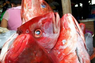 peces pescado