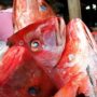peces pescado
