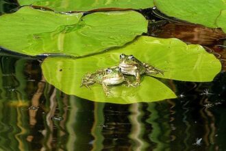 ranas
