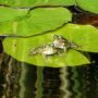 ranas