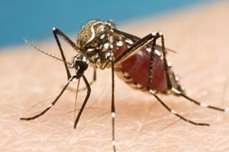 mosquito virus zika