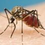 mosquito virus zika