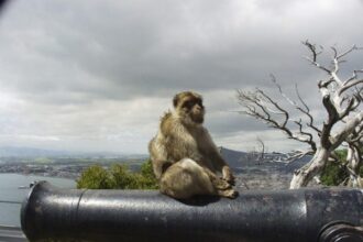 Mono peñón de gibraltar