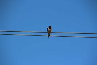 golondrina