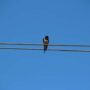 golondrina