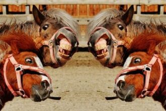 debate a cuatro caballos