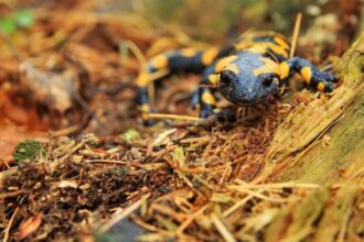 salamandra