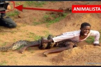 animalistas