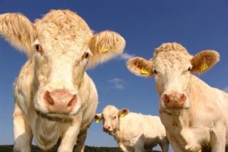 vacas alimentación sin carne