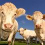 vacas alimentación sin carne