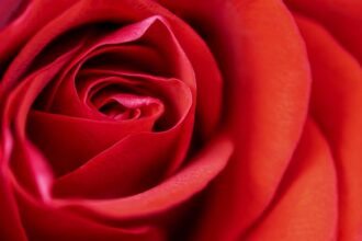 Las 5 flores más bonitas para regalar