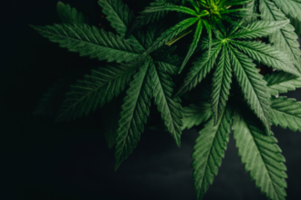 La marihuana, cada vez más aceptada en la sociedad