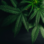 La marihuana, cada vez más aceptada en la sociedad