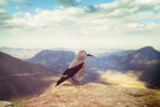 Que significa la visita de un pájaro - Significado espiritual