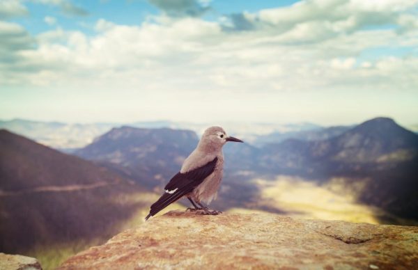 Qué significa la visita de un pájaro - Significado espiritual