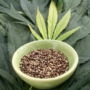 Semillas de marihuana y su acertada floración rápida