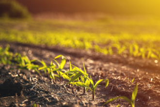 Fertilizantes, el factor diferencial del cultivo