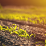 Fertilizantes, el factor diferencial del cultivo